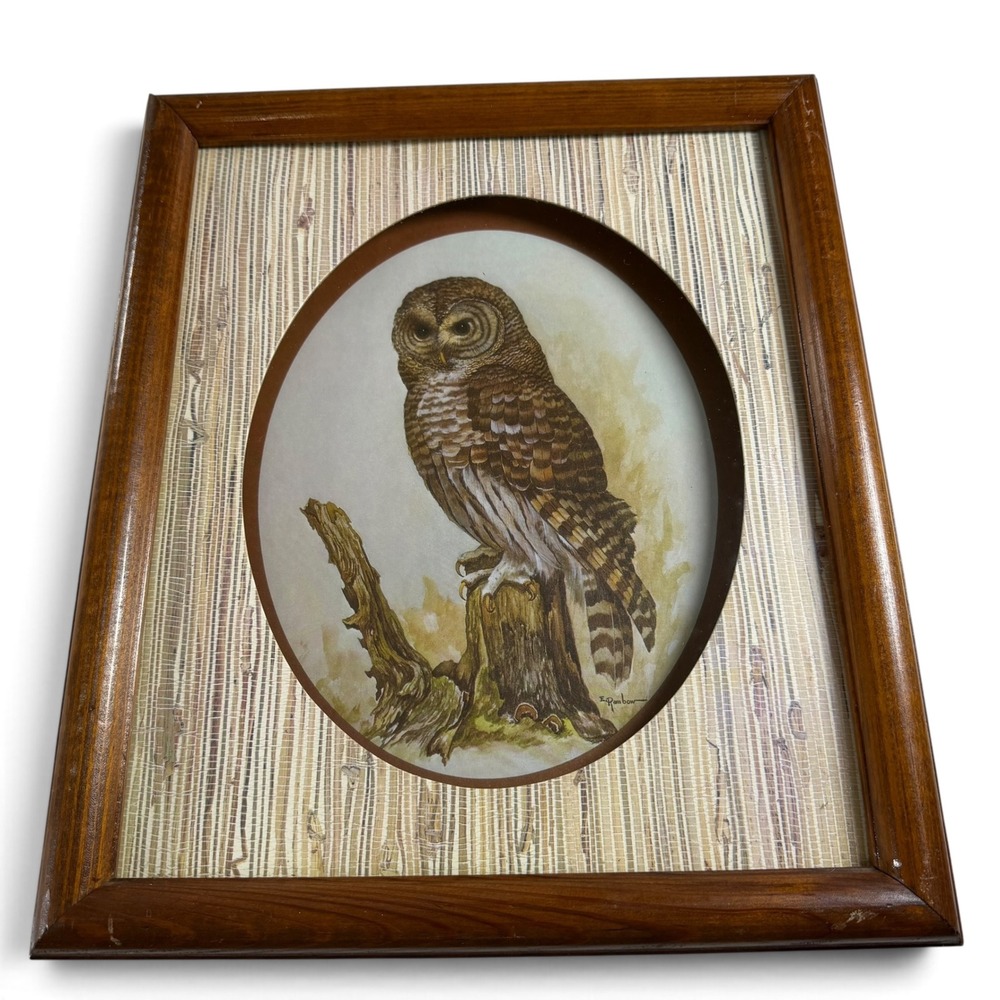 Vintage E Rambow Barred Owl Shadow Box Framed Art Nature Bird Illustration 11x13